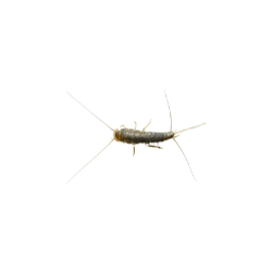 Insect-Silverfish