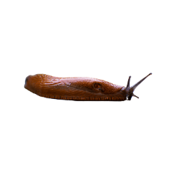 Insect-Slug