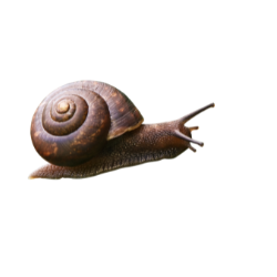 Insect-Snail