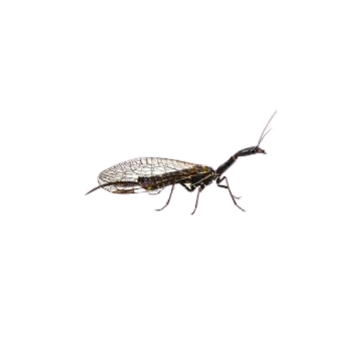 Insect-Snakefly