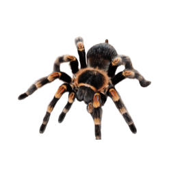 Insect-Spider
