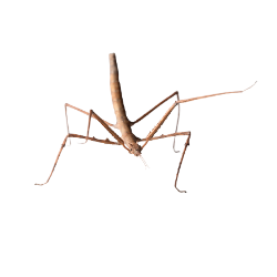 Stick Insect