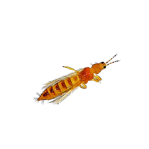 Insect-Thrip
