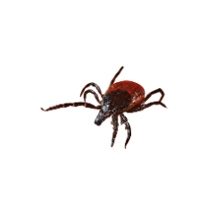 Insect - Tick