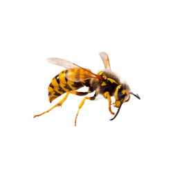 Insect - Wasp