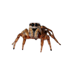 insect - Water Spider