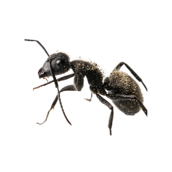 Wood Ant