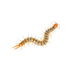 Insect-Centepede