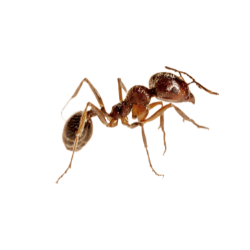 Ant image BG