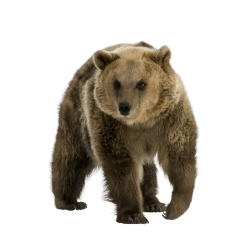 Bear Image BG