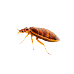 bedbug