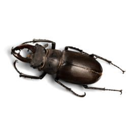 Beetle image BG