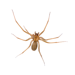 Brown Spider