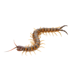Centepede image BG