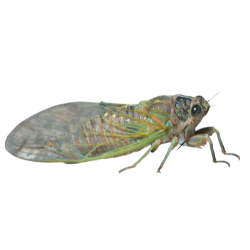 Cicada image BG