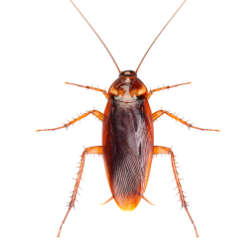 Cockroach image BG