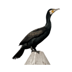Cormorant Image BG