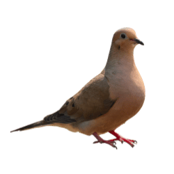 Dove image BG