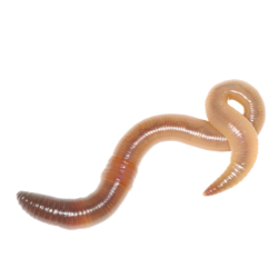 Earthworm image BG