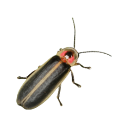 Firefly image BG