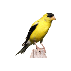 Goldfinch Image BG