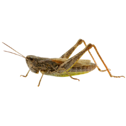 Grasshopper image BG