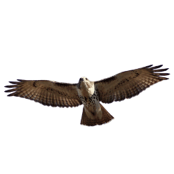 Hawk Image BG