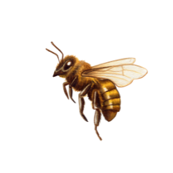 Honey Bee