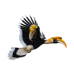 Hornbill Image BG