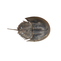Horseshoe Crab image
