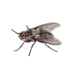 House Fly image BG