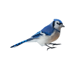 Jay Image BG