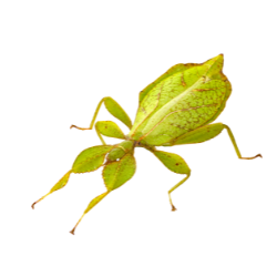 Leaf Insect image BG