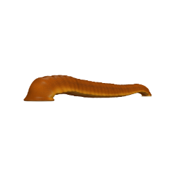 Leech Image