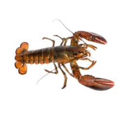 Lobster Image