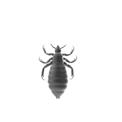 Louse Image