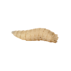 Maggot Image