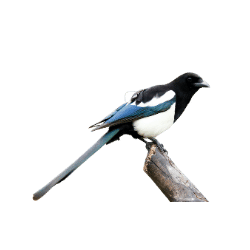 Magpie Image BG