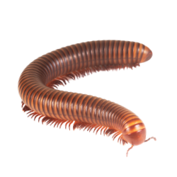 Millipede