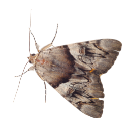 Moth