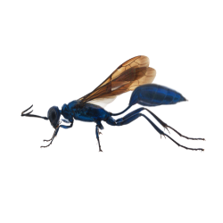 Mud Dauber Wasp image BG