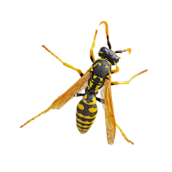 Paper Wasp image BG
