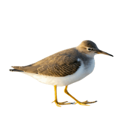 Sandpiper image BG