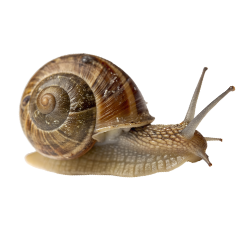 snail Image