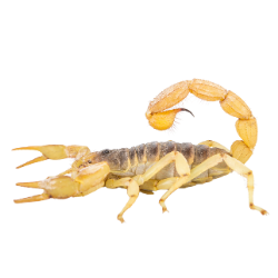 Scorpion image BG