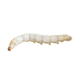 Silkworm