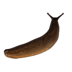 slug