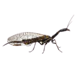Snakefly image BG