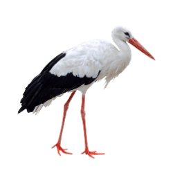 Stork Image BG
