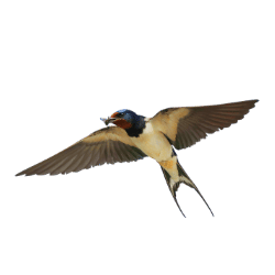 Swallow Image BG